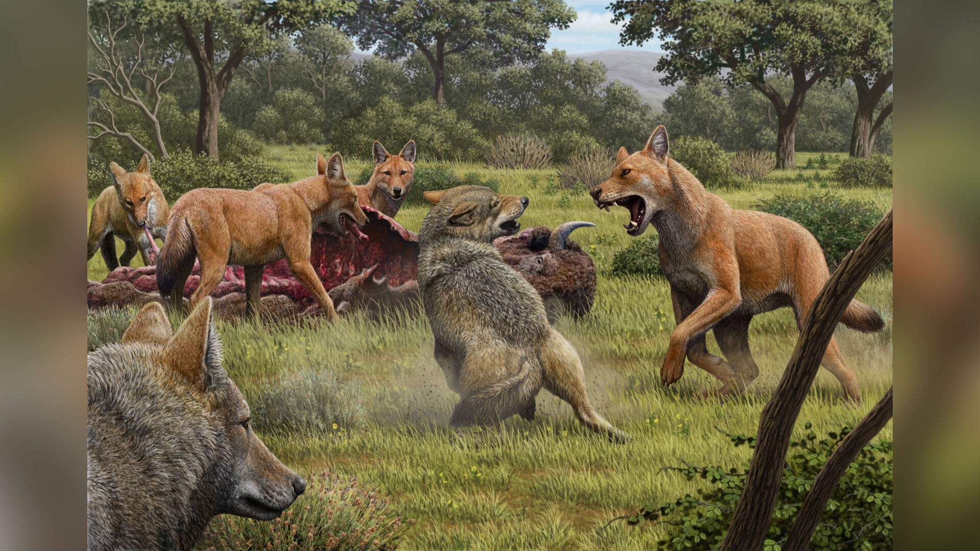 Dire wolf